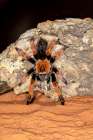 Red Rump Tarantula, Mexico Art Print